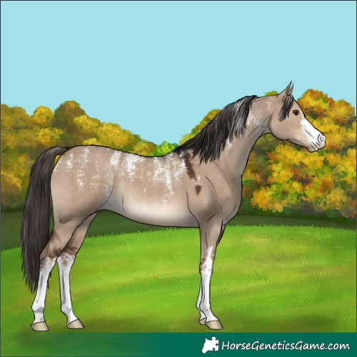 Horse Color:Powder White White Spotted Liver Red Dun 