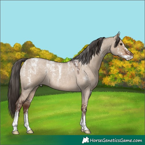 Horse Color:Powder White Liver Red Dun Roan