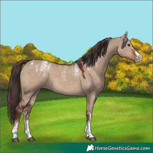 Horse Color:Powder White Liver Red Dun