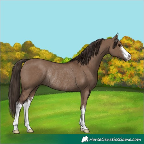 Horse Color:White Spotted Liver Red Dun Rabicano 