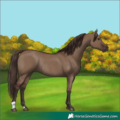 Horse Color:Liver Red Dun Rabicano 
