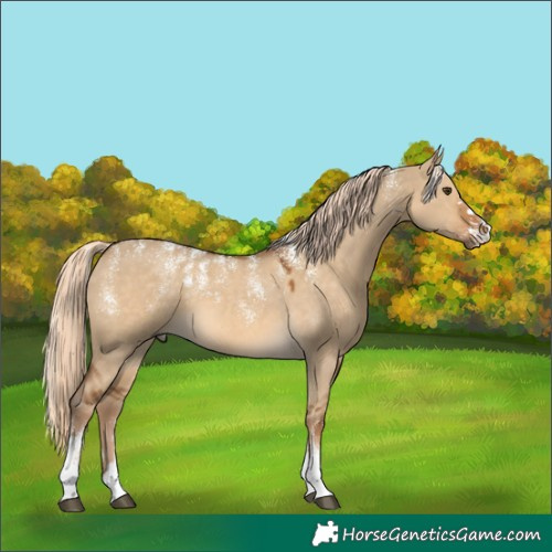 Horse Color:Powder White Chocolate Palomino Dun