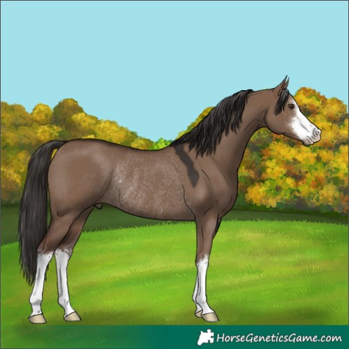 Horse Color:White Spotted Liver Red Dun Rabicano