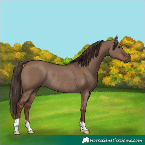 Horse Color:Liver Red Dun Rabicano