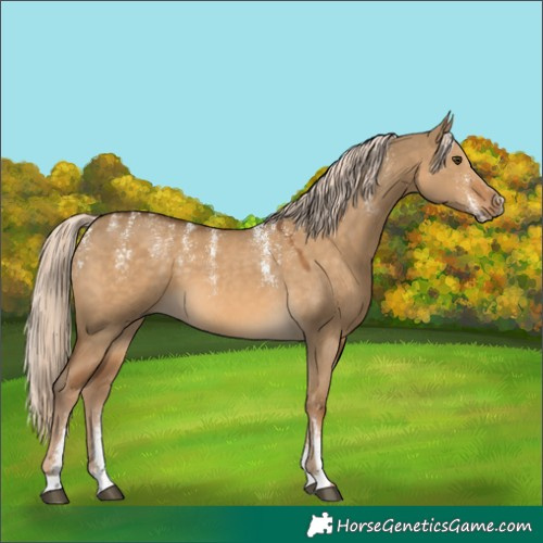 Horse Color:Powder White Chocolate Palomino Dun 