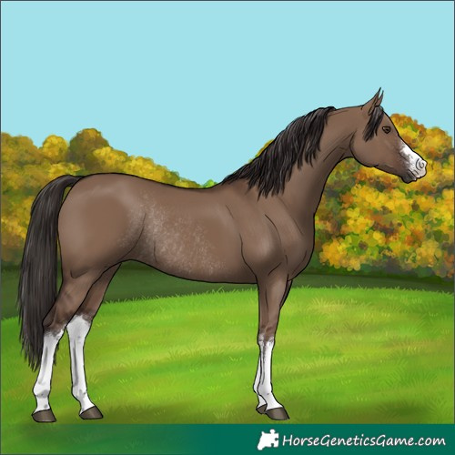 Horse Color:White Spotted Liver Red Dun Rabicano
