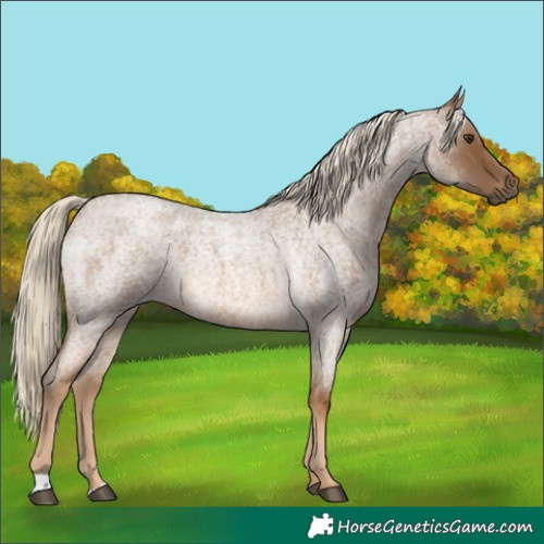 Horse Color:Chocolate Palomino Roan 