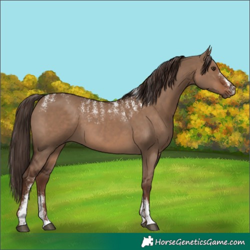 Horse Color:Powder White Liver Red Dun
