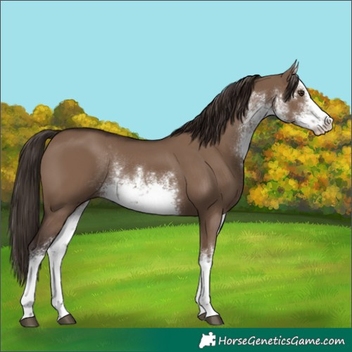 Horse Color:White Spotted Liver Red Dun Rabicano 