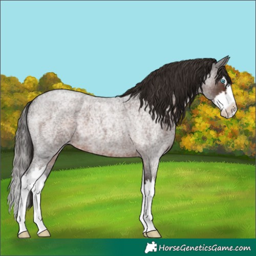 Horse Color:Liver Red Roan Splash