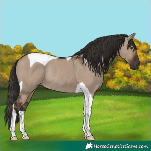 Horse Color:Liver Red Dun Tobiano Rabicano 