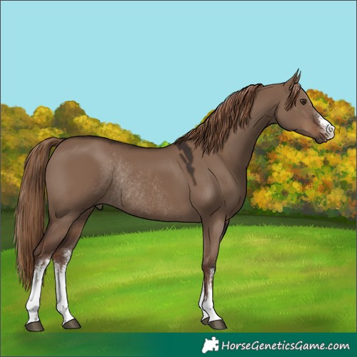 Horse Color:White Spotted Liver Red Dun Rabicano