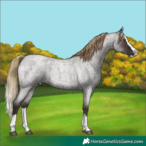Horse Color:Liver Red Roan Splash