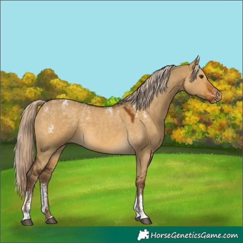 Horse Color:Powder White Chocolate Palomino Dun 