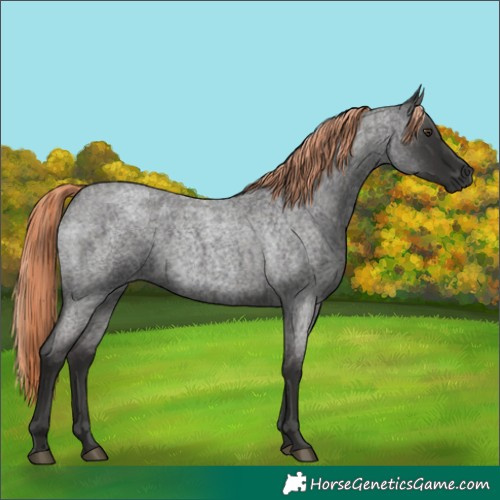 Horse Color:Liver Red Roan 
