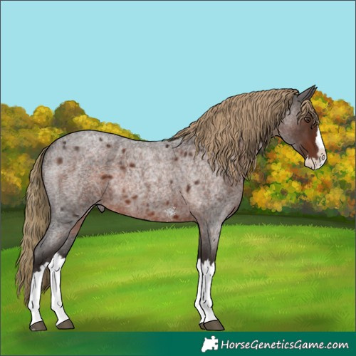 Horse Color:Liver Red Roan Sabino Splash 