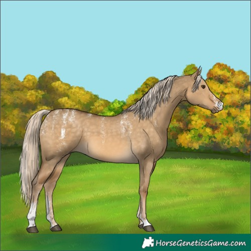 Horse Color:Powder White Chocolate Palomino Dun 