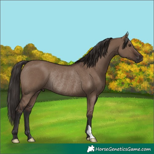 Horse Color:Liver Red Dun Rabicano