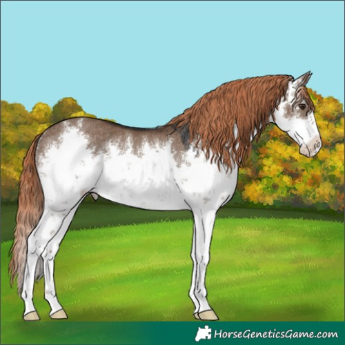 Horse Color:White Spotted Liver Red Dun Rabicano