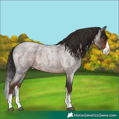 Horse Color:Liver Red Roan Splash