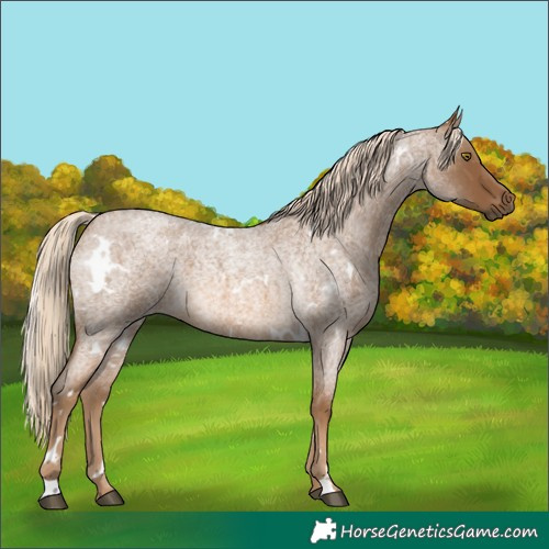 Horse Color:White Spotted Chocolate Palomino Roan