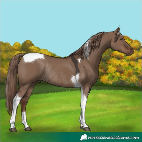 Horse Color:Liver Red Dun Tobiano Rabicano