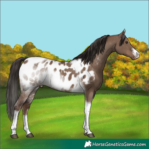 Horse Color:White Spotted Liver Red Dun Tobiano Near Leopard Rabicano