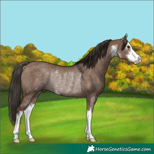 Horse Color:White Spotted Liver Red Dun Rabicano