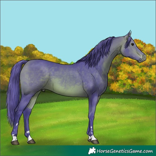 Horse Color:Watercolor Bay 