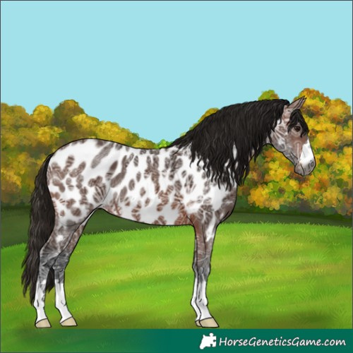 Horse Color:Gray Bay Ice Near Leopard