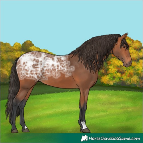 Horse Color:Bay Ice