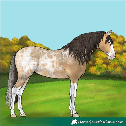 Horse Color:Buckskin Ice Splash 