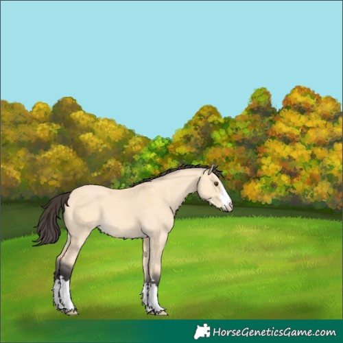 Horse Color:Buckskin Dun