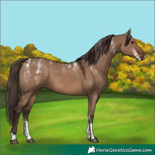 Horse Color:Powder White Liver Red Dun
