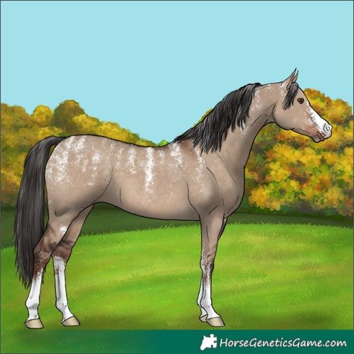 Horse Color:Powder White Liver Red Dun