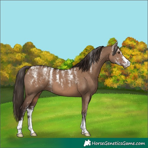 Horse Color:Powder White Liver Red Dun 