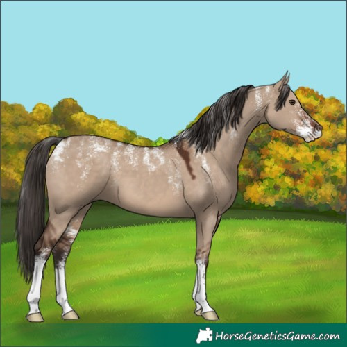 Horse Color:Powder White Liver Red Dun 