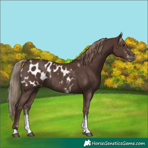 Horse Color:Liver Chestnut Sabino Appaloosa Rabicano 