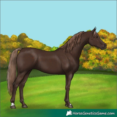 Horse Color:Liver Chestnut 