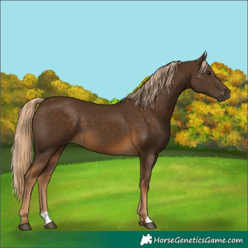 Horse Color:Chocolate Palomino