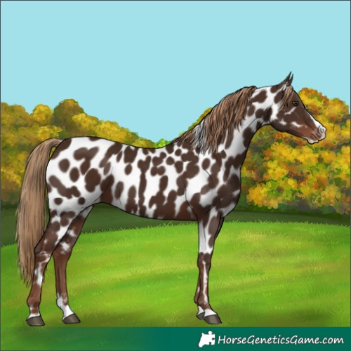 Horse Color:Liver Chestnut Splash Appaloosa 