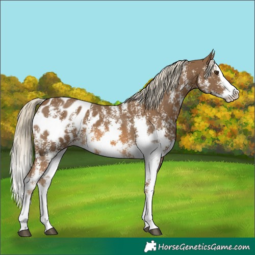 Horse Color:Chocolate Palomino Sabino Splash Appaloosa