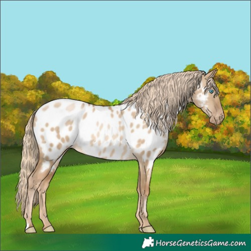 Horse Color:Chocolate Palomino Pearl Dun Appaloosa