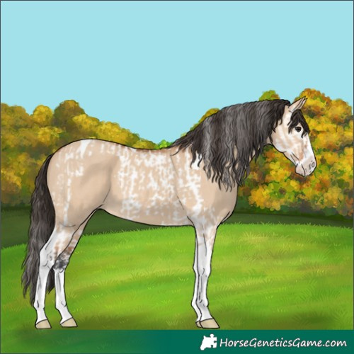 Horse Color:Bay Dun Splash Tobiano  and Bay Dun Sabino Splash Tobiano 