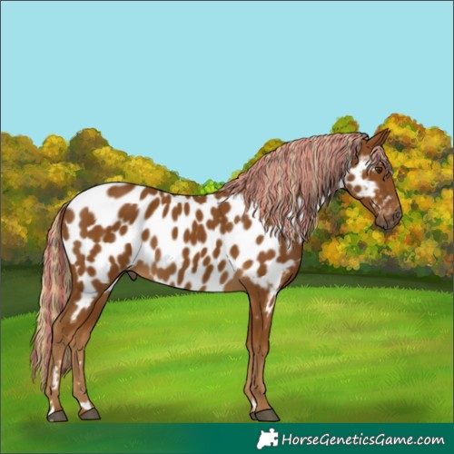 Horse Color:Gray Painted Palomino Near Leopard