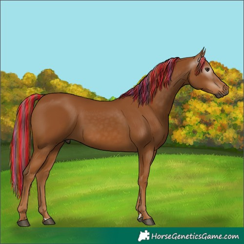 Horse Color:Gray Painted Chestnut 