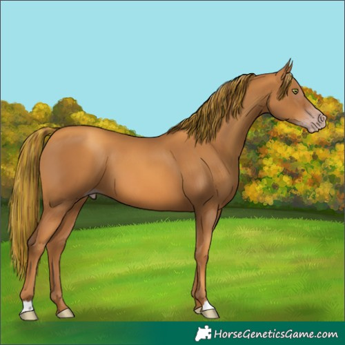 Horse Color:Gray Painted Gold Champagne 
