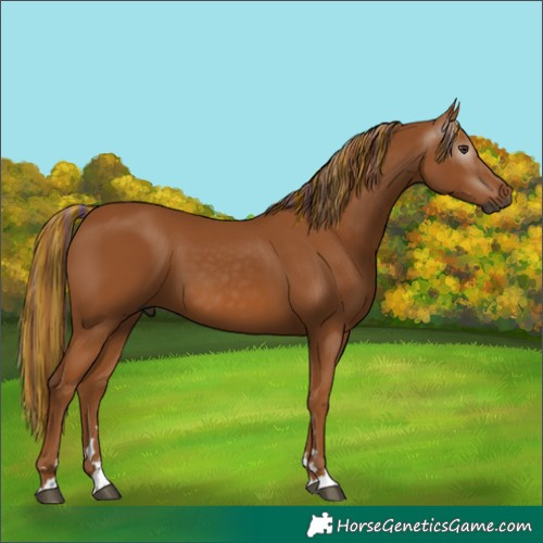 Horse Color:Gray Painted Chestnut