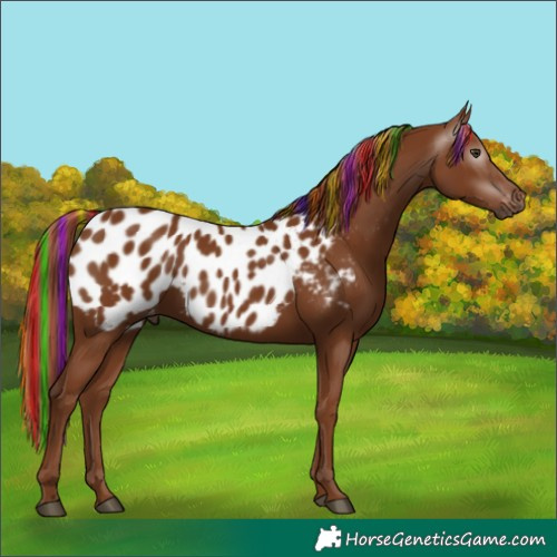 Horse Color:Gray Painted Chestnut Near Leopard 