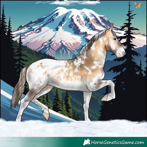 Horse Color:White Spotted Buckskin Onyx Appaloosa 